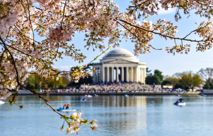 华盛顿特区樱花节攻略
