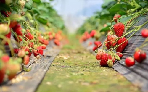  923丰收节 | 助农丰收，丰农控股限时发放1000万补贴，买农资、学农技不要钱