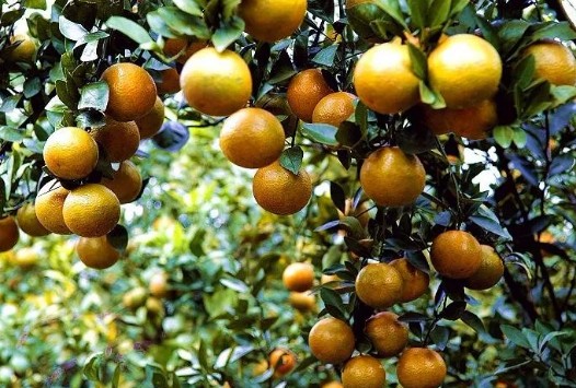 似橙似桔，爱妮61的德庆贡柑为何如此受欢迎？
