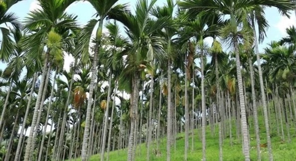 从种植到加工槟榔正以高经济价值助力区域经济增长