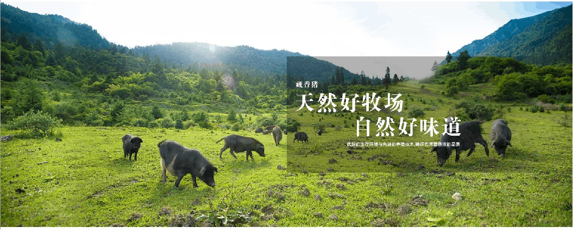 奥太农牧色湾藏香猪：天然好牧场，自然好味道(图1)