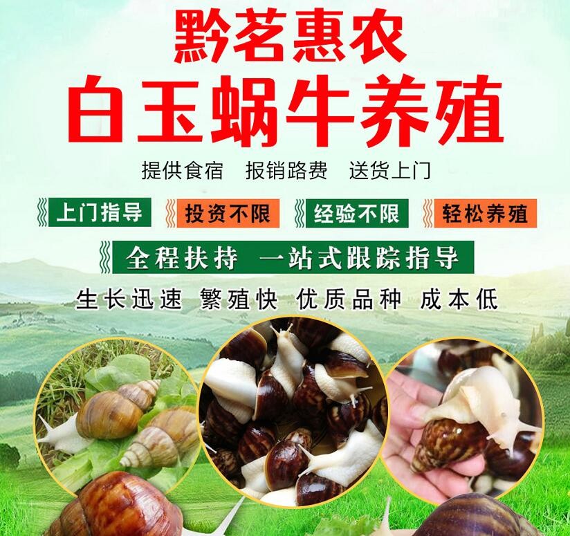 贵州黔茗惠农白玉蜗牛 成活率高养殖回报丰厚