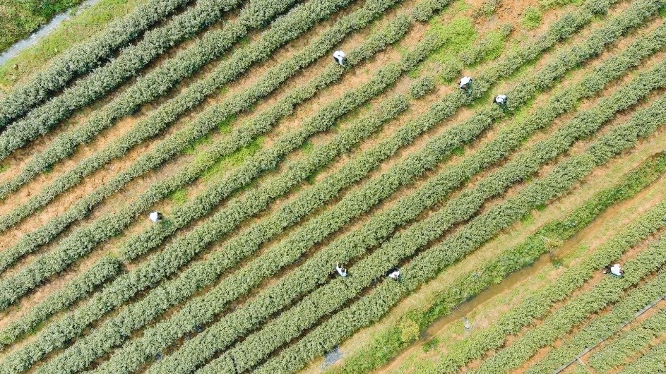 桐柏程湾镇立足茶产业 谋划“绿色振兴”