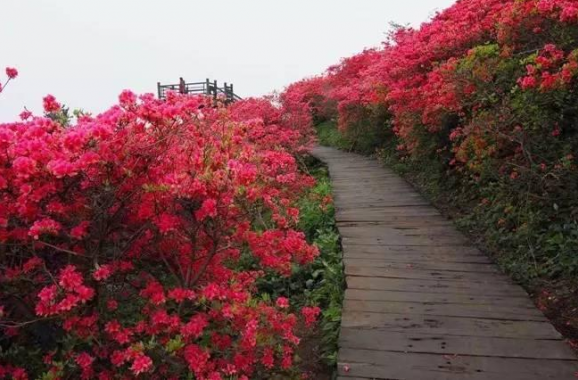 丹寨龙泉山杜鹃花节开幕,五一假期迎来最佳赏花期!