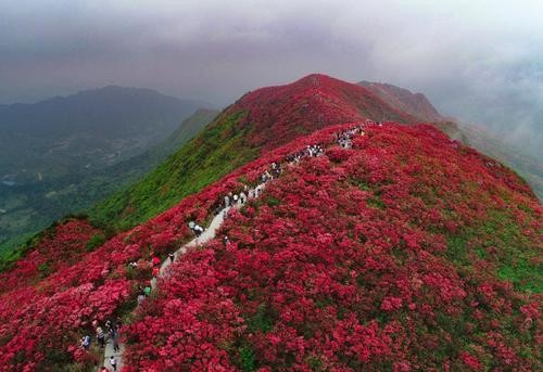 盛放在高山之巅的杜鹃花海，寻寻觅觅，只有丹寨绝美！