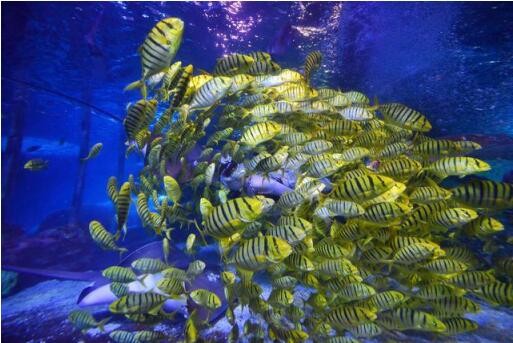 太平洋海底世界博览馆推出“黄金风暴”群鱼秀