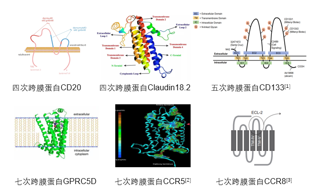Claudin18.2: ACROBiosystems百普赛斯推出全长多次跨膜靶点蛋白，具使命意义