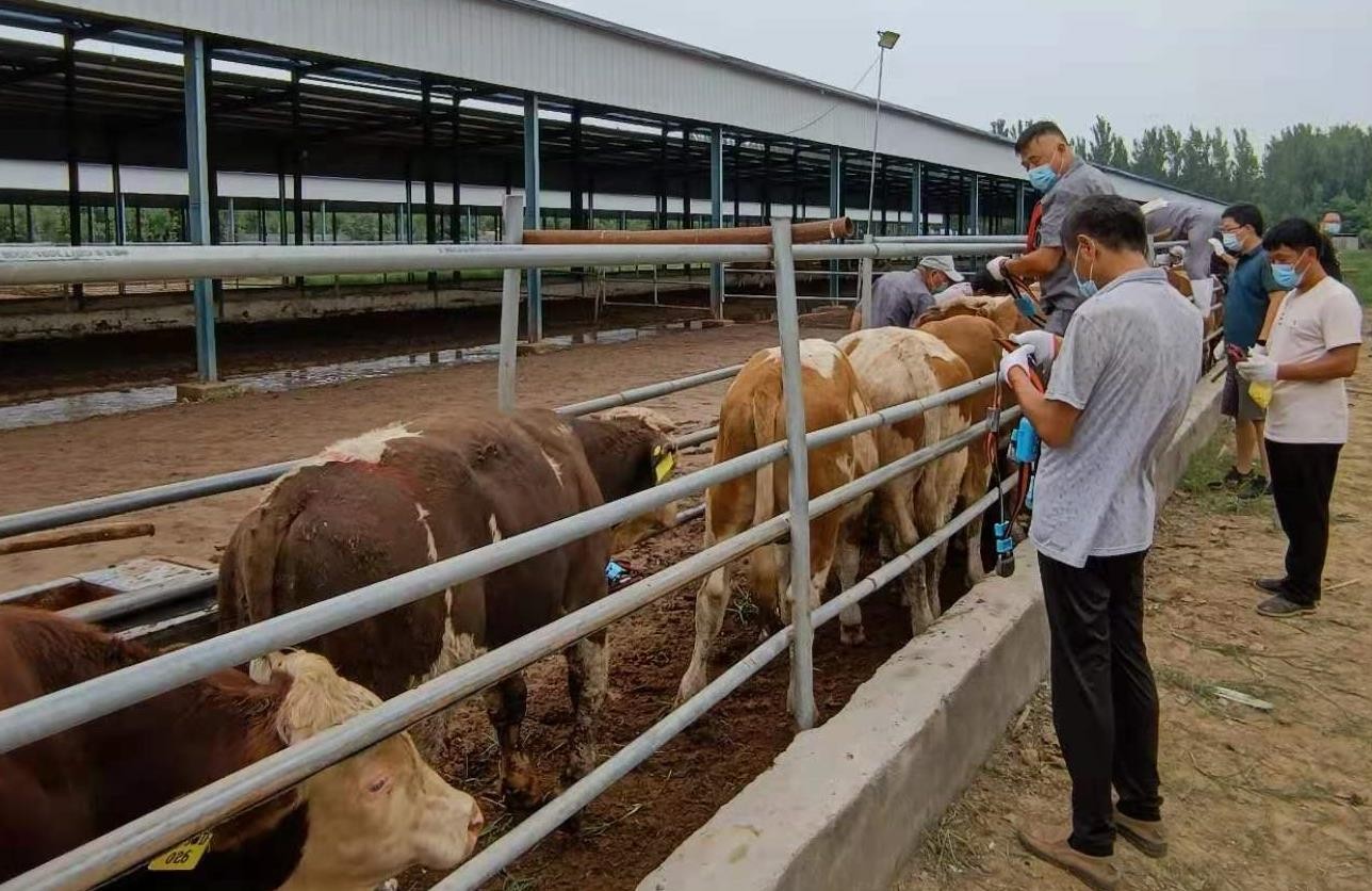 万向区块链生物资产解决方案推动肉牛产业成为乡村经济发展新引擎