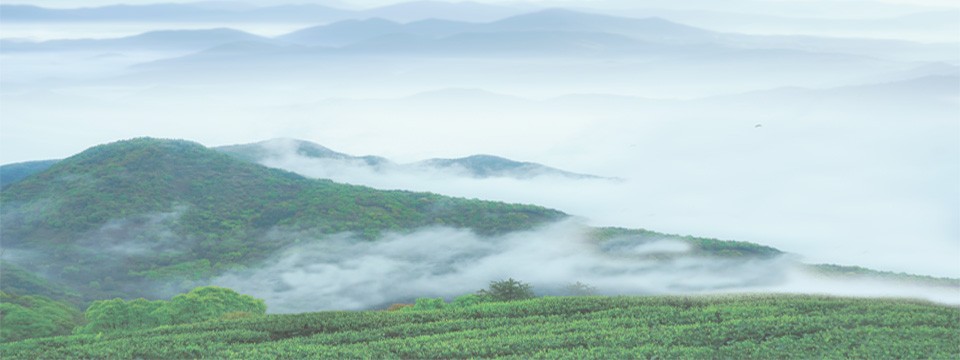 助力“闽茶”开拓国际市场——2021年福建外贸云展会茶产业专场