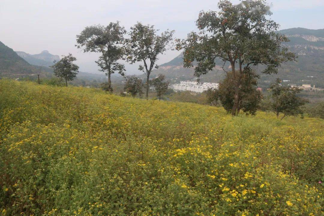 小小山菊花成就大市场