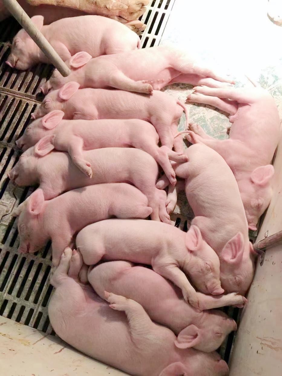 空气源热泵将成为养猪场冬季采暖的新宠：中广欧特斯种猪基地采暖及热水项目