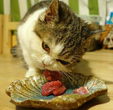 为什么猫咪要吃生骨肉？喵态来告诉你