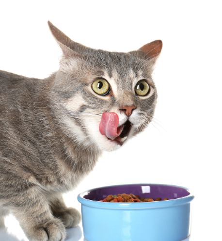喵态生骨肉 —— 一餐一杯鲜猫饭