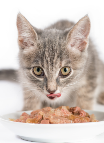 猫天生适合吃生食？喵态生骨肉为你揭晓答案