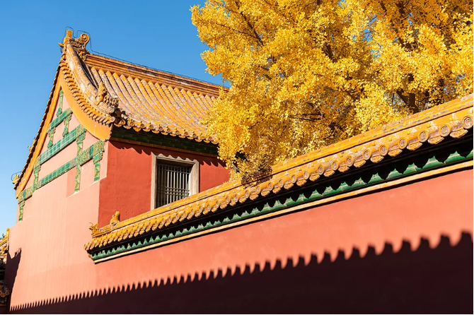 北京银杏黄了!维也纳酒店邀你一起过浪漫的秋天