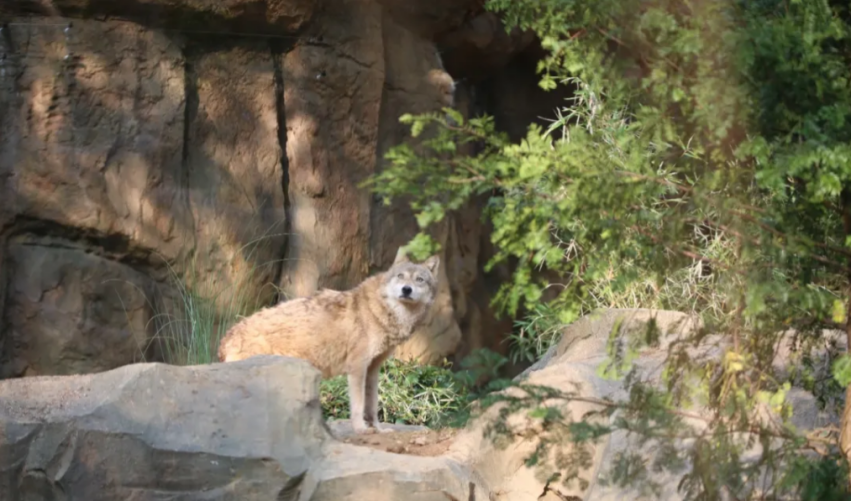 七匹狼认养南京红山动物园狼王“沃夫”，动物保护在行动