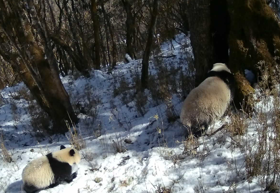 大熊猫国家公园宝兴片区拍摄到大熊猫母子进入树穴休息珍贵画面
