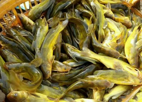 黃骨魚養殖 武漢桃花山農業科技有限公司提供一站式服務