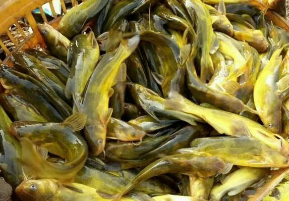 武汉桃花山农业科技有限公司降低黄骨鱼养殖风险 提高收益