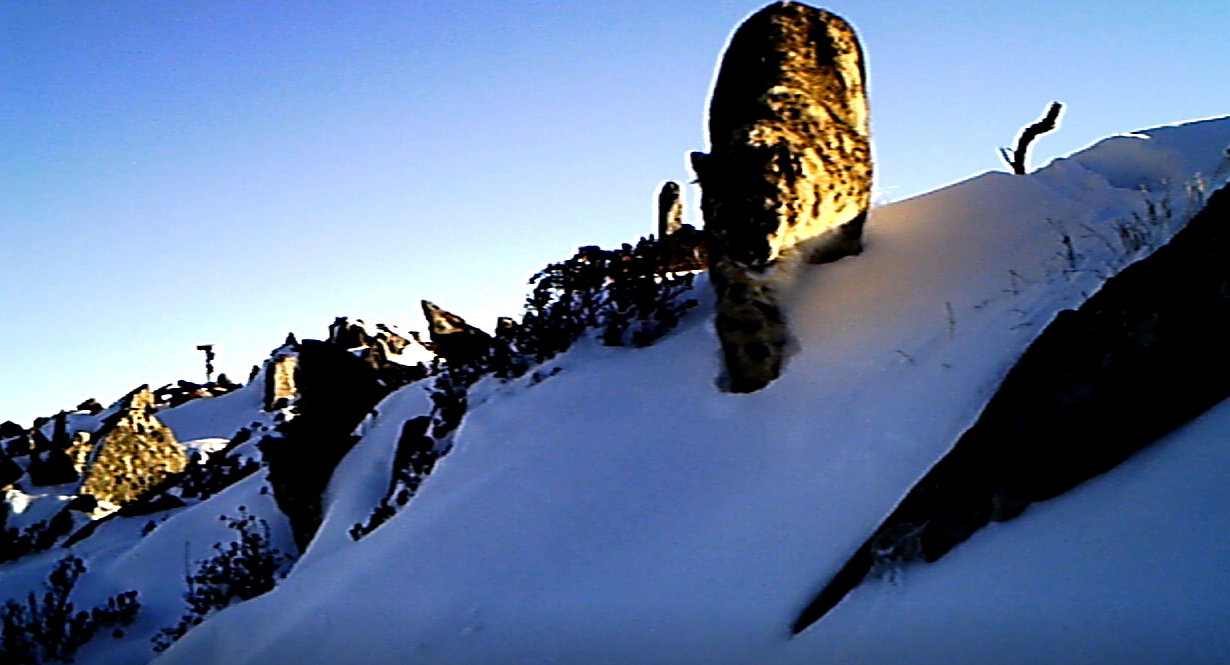 雅安宝兴：雪豹巡山打卡萌态十足