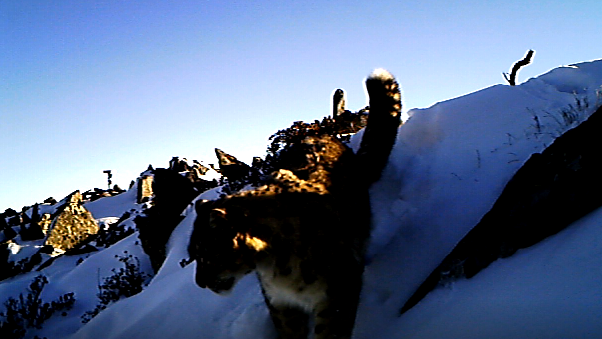 雅安宝兴：雪豹巡山打卡萌态十足