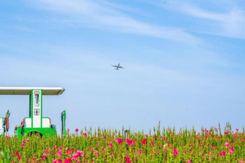 粽情端午 游乐露营赏花看飞机 一站式嗨玩空港花田