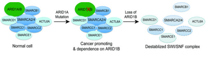 针对SWI/SNF复合物亚基的癌症治疗新策略