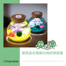Mini Garden韩国产毬藻公司该如何推动绿球藻网络营销的发展?