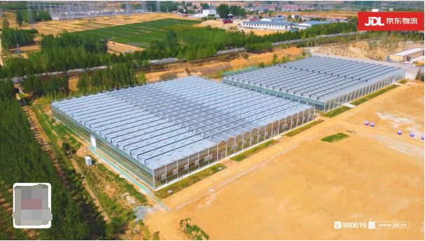 京东农场“数智化”助力日照蓝莓产业升级