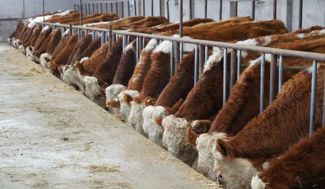 中华保险集团畜牧养殖农险帮助牧民减少损失