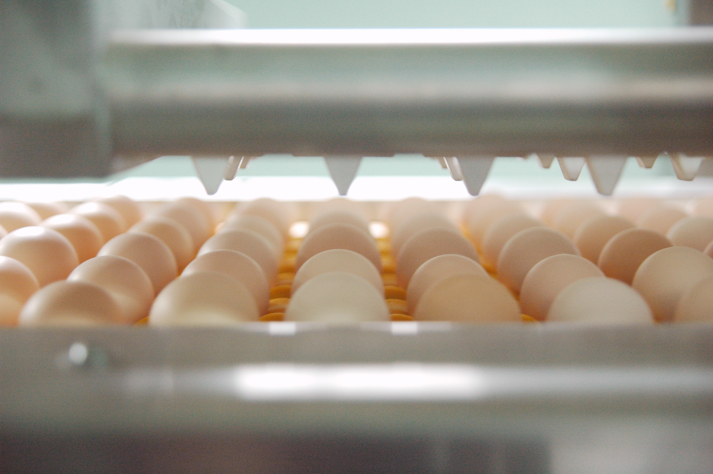 溏心蛋营养与安全白皮书重磅发布，美玉子引领即食溏心蛋行业标准