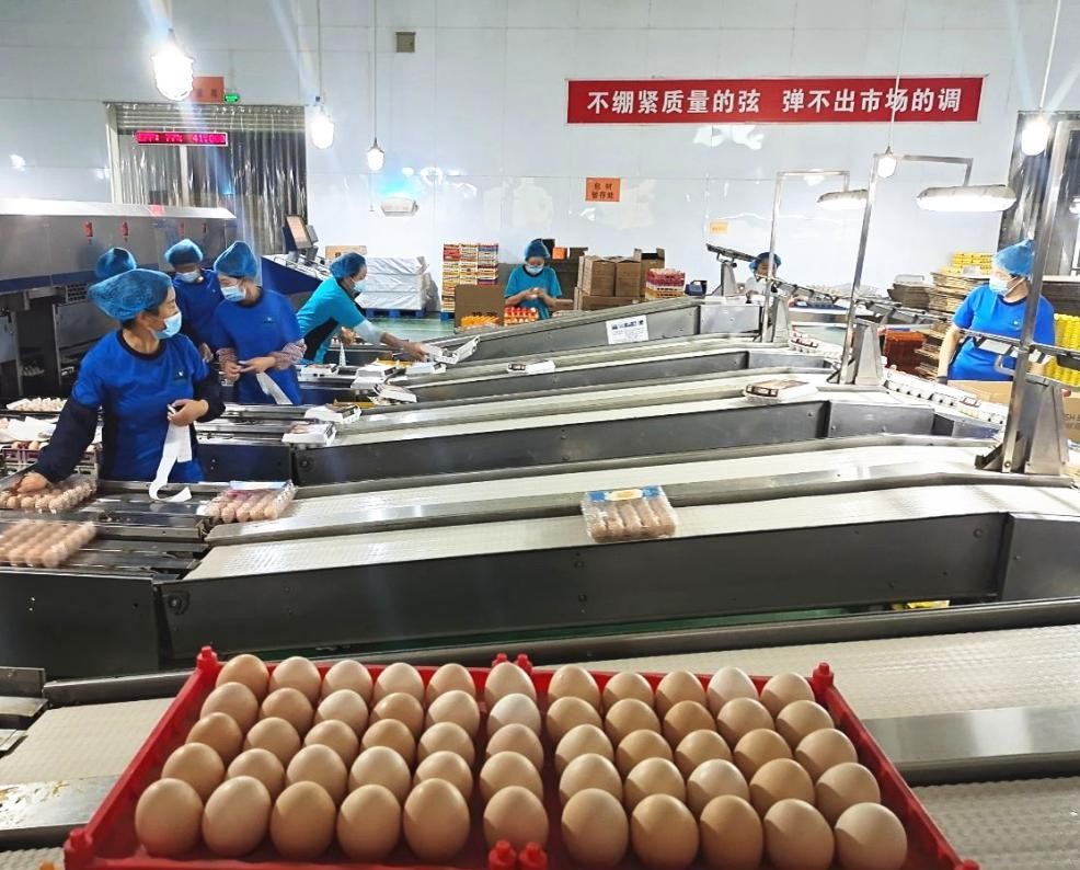 稳产保供支援成都防疫 这家企业每天生产鸡蛋近60吨