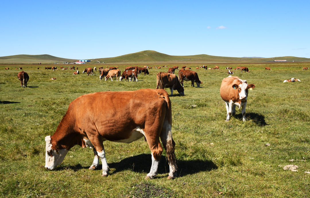 我国在锡林郭勒草原打赢肉牛种业翻身仗