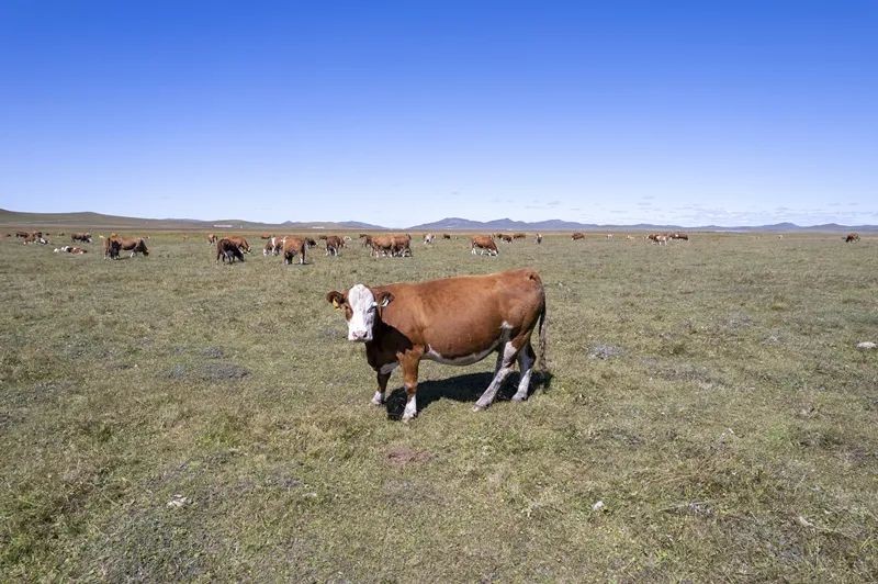 我国在锡林郭勒草原打赢肉牛种业翻身仗