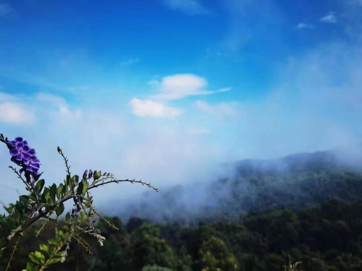 泽芷云山：传承古老手工工艺 只做专业高端普洱茶