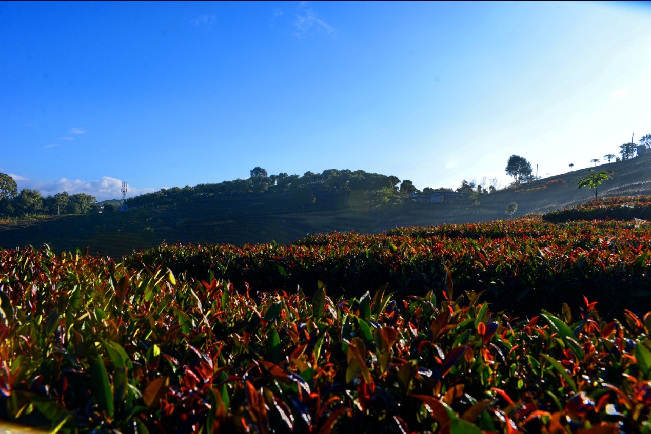 普洱古里红茶业：打造稀有品种茶市“新贵”——紫鹃红茶