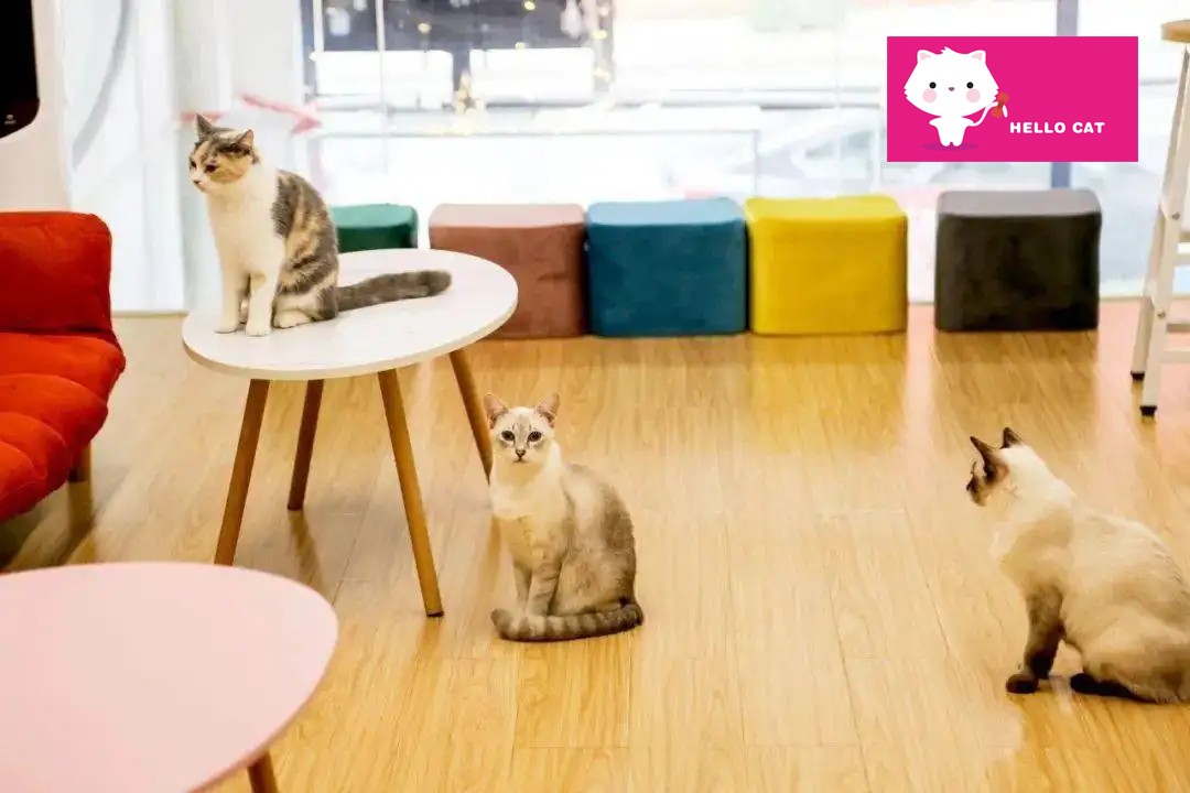潮流新体验—HELLO CAT萌宠主题猫咪儿童乐园
