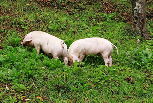 北京峰儿生态养殖猪，长得健康，吃着也放心。