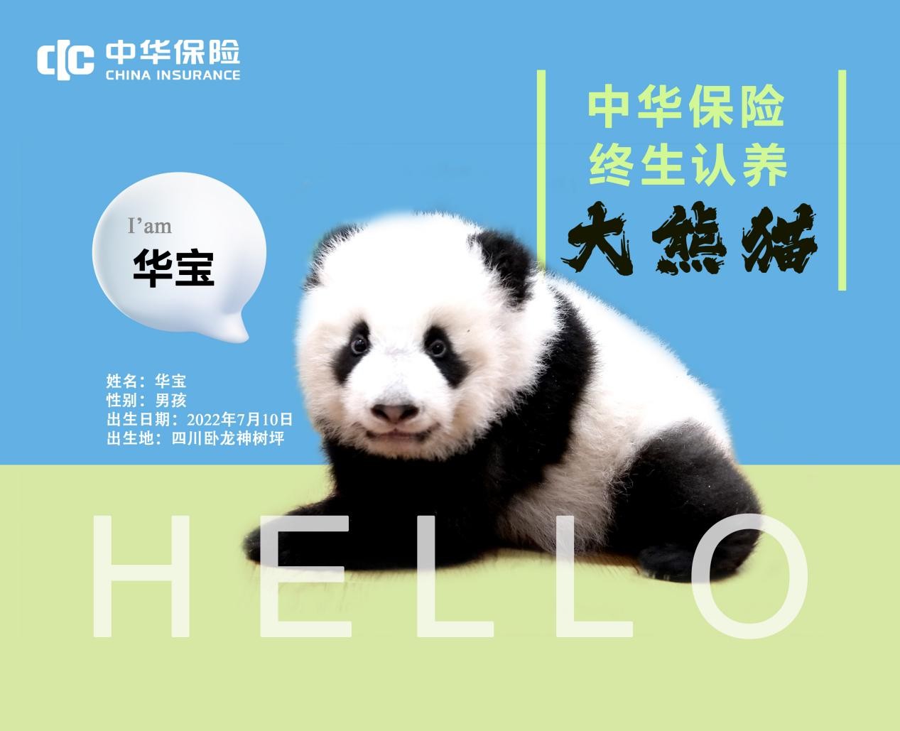 中华保险集团终生认养大熊猫“华宝” 开启大熊猫公益保护计划