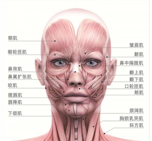 包括不均衡的面部表皮层研究出一套完整的针对肌肉锻炼的健脸运动,并