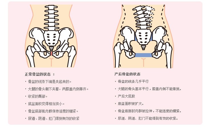 骨盆不正与大小脸形成关系