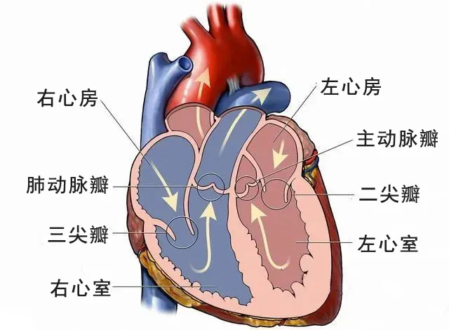 心脏瓣膜示意图