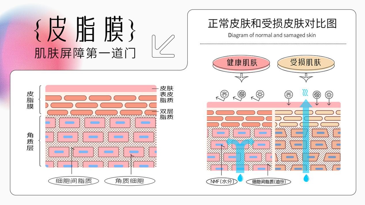 皮肤生理学皮脂膜图片