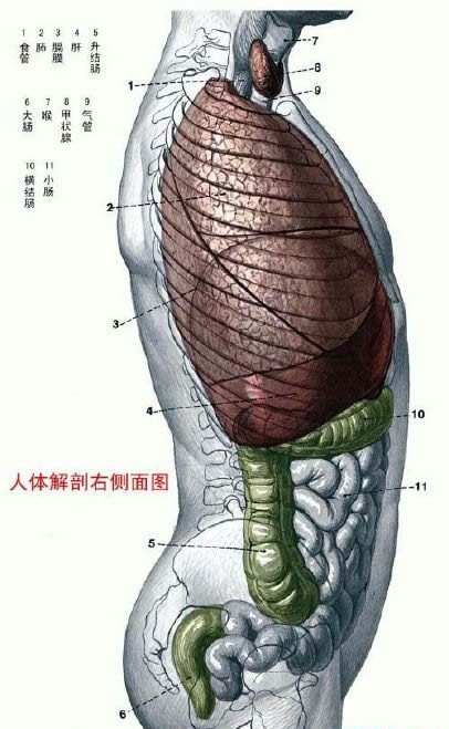 人体的外部结构图片