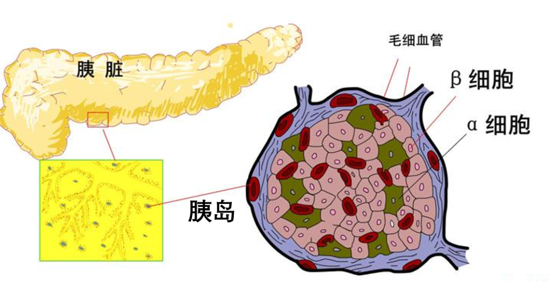 拯救你的糖尿病喚醒胰島細胞