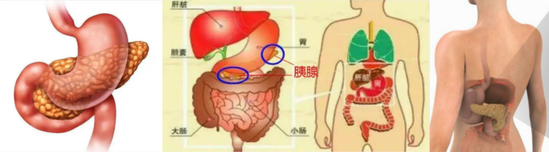 人体胰腺位置图腹中图片