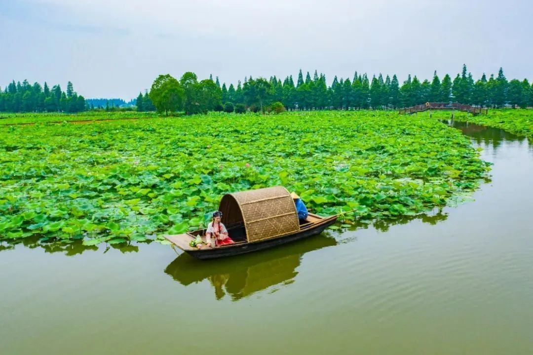 荷以消夏高淳固城湖水慢城荷花要你好看